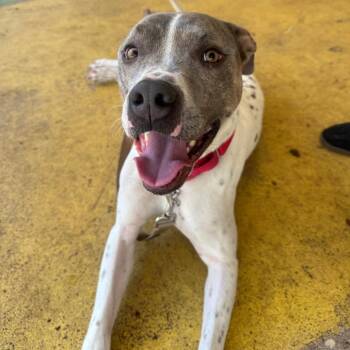 Mixed Breed Dogs Available for Adoption in Titusville, Florida - Buster | PetCurious