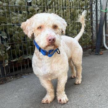 Poodle Dogs Available for Adoption - Ed | PetCurious