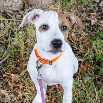 Porkchop -  Australian Shepherd and Mixed Breed Dog for Adoption in Spokane, Washington - Porkchop | PetCurious