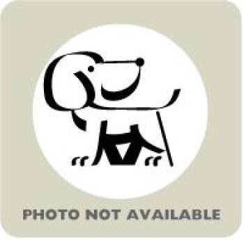 Mixed Breed Dogs Available for Adoption in Richmond, Virginia - Sam Cooke | PetCurious
