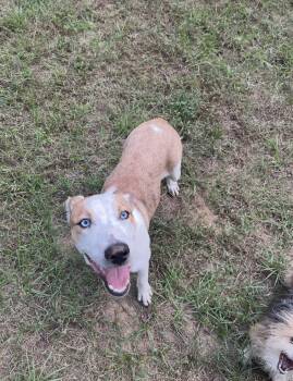 Rescue Catahoula Leopard Dog Dogs for Adoption in Jacksonville, Texas - Penny | PetCurious