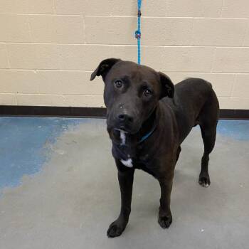 Oslo -  Mixed Breed Dog for Adoption in Memphis, Tennessee - Oslo | PetCurious