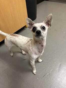 Rescue Chihuahua Dogs for Adoption in Bellingham, Washington - Bianco | PetCurious