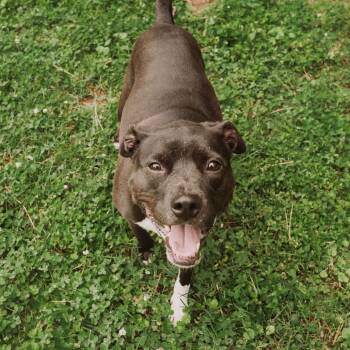 Lebowski -  Black Labrador Retriever and Pit Bull Terrier Dog for Adoption in Louisville, Kentucky - Lebowski | PetCurious