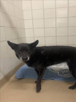 CHAILA -  German Shepherd Dog Dog for Adoption in Derwood, Maryland - CHAILA | PetCurious