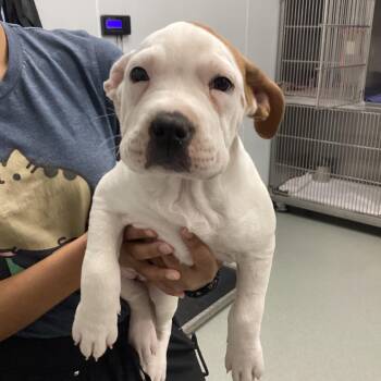 English Bulldog and Pit Bull Terrier Dogs Available for Adoption - Sissy | PetCurious