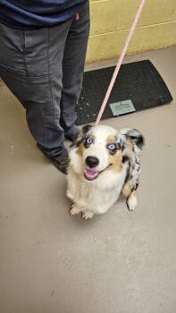 TOODLES -  Australian Shepherd Dog for Adoption in Crossville, Tennessee - TOODLES | PetCurious