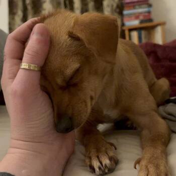 Minnie -  Chihuahua Dog for Adoption in York, Pennsylvania - Minnie | PetCurious