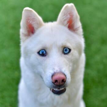 Siberian Husky Dogs Available for Adoption in Ottawa, Kansas - Scallop | PetCurious
