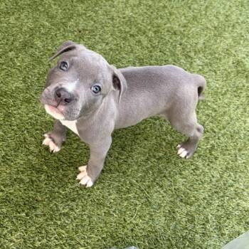 Arteus 3221 -  Pit Bull Terrier and Terrier Dog for Adoption in Loxahatchee Groves, Florida - Arteus 3221 | PetCurious