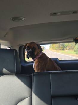 Simba -  Boxer Dog for Adoption in Woodbury, Minnesota - Simba | PetCurious