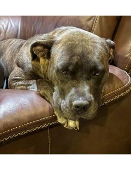 Pepper -  American Staffordshire Terrier Dog for Adoption in Farmersville, Texas - Pepper | PetCurious