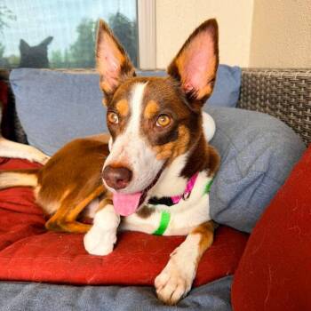 Reeses -  German Shepherd Dog and Shepherd Dog for Adoption in Warren, Rhode Island - Reeses | PetCurious