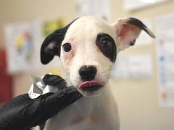 Cherry Blossom -  Pit Bull Terrier and Rhodesian Ridgeback Dog for Adoption in Portland, Oregon - Cherry Blossom | PetCurious