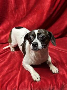 SOPHIE -  Chihuahua and Pekingese Dog for Adoption in Elyria, Ohio - SOPHIE | PetCurious
