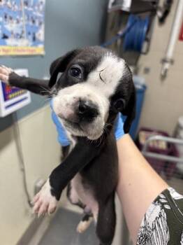 Rescue Pit Bull Terrier Dogs for Adoption in Modesto, California - A603334 | PetCurious