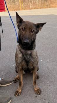 German Shepherd Dog Dogs Available for Adoption - Haska | PetCurious