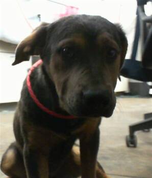 Mixed Breed Dogs Available for Adoption - MINT | PetCurious