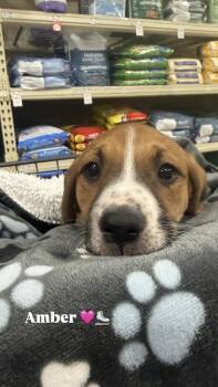 Pit Bull Terrier and Mixed Breed Dogs Available for Adoption - Amber (Mira’s Munchkins 2026) | PetCurious