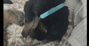 Belgian Shepherd Malinois and German Shepherd Dog Dogs Available for Adoption in Imlay City, Michigan - Huey (Aircraft Litter, Teal Collar) - Located In NV | PetCurious