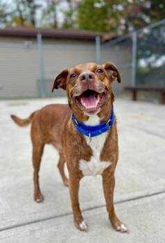 Rescue Boxer and Mixed Breed Dogs for Adoption in Parma, Ohio - Bo | PetCurious