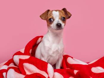 Italian Greyhound Dogs Available for Adoption - Seed: Poppy | PetCurious