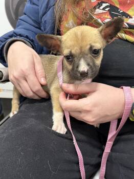 Terrier Dogs Available for Adoption in Sioux City, Iowa - Miricle  | PetCurious