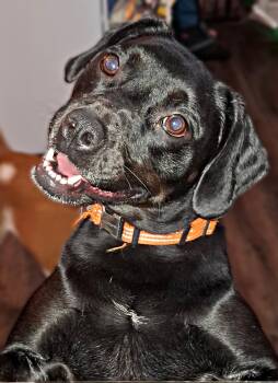 Todd - A trifecta dog good with kids, dogs and cats -  Beagle Dog for Adoption in Andover, Massachusetts - Todd - A Trifecta Dog Good With Kids, Dogs And Cats | PetCurious
