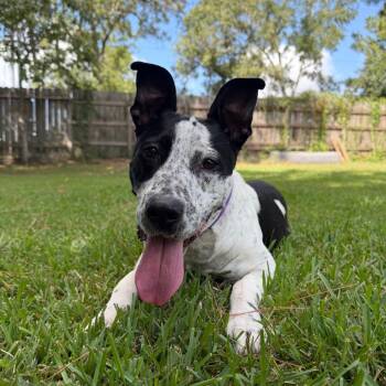 Speckles -  Australian Cattle Dog Blue Heeler Dog for Adoption in Klein, Texas - Speckles | PetCurious