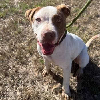 Mixed Breed Dogs Available for Adoption - Seasmoke ("Sch"-"moke") | PetCurious