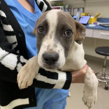 Anastasia -  American Staffordshire Terrier Dog for Adoption in Lynchburg, Virginia - Anastasia | PetCurious