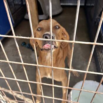 Rescue Redbone Coonhound Dogs for Adoption in Parrish, Alabama - Bobby Flay | PetCurious