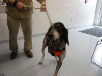 RANDALL -  Bluetick Coonhound Dog for Adoption in Ocala, Florida - RANDALL | PetCurious