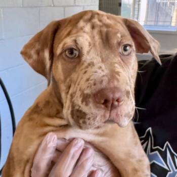 Shar Pei and Catahoula Leopard Dog Dogs Available for Adoption - Dolly | PetCurious
