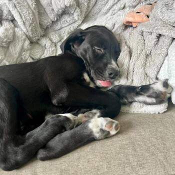 Labrador Retriever and Pointer Dogs Available for Adoption in Los Angeles, California - Victoria | PetCurious
