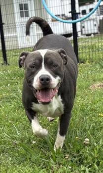 Rescue Pit Bull Terrier Dogs for Adoption in Virginia Beach, Virginia - 180018 Rich Strike | PetCurious