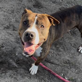 Rescue Pit Bull Terrier Dogs for Adoption in Vineland, New Jersey - Jelly-Belly | PetCurious