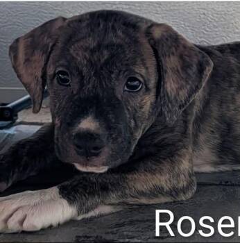 Rosemary -  Pit Bull Terrier Dog Available for Adoption in New Bern, North Carolina - Rosemary | PetCurious
