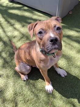 Pit Bull Terrier Dogs Available for Adoption in Minneapolis, Minnesota - WINSLOW | PetCurious