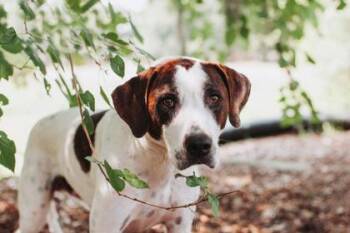 94465a Bolten -  Hound and Mixed Breed Dog for Adoption in North Charleston, South Carolina - 94465a Bolten | PetCurious