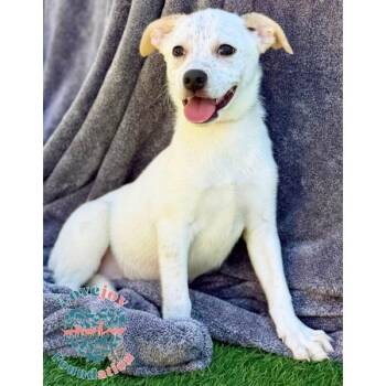 Australian Cattle Dog Blue Heeler and Terrier Dogs Available for Adoption in Inglewood, California - Landau | PetCurious