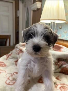 Teddy -  Miniature Schnauzer Dog for Sale in Miami, Florida - Teddy | PetCurious