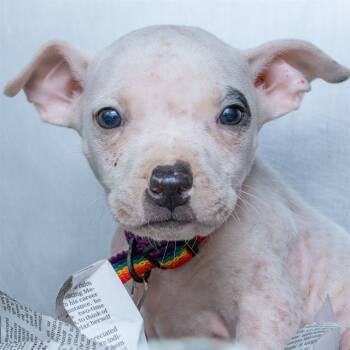 Rescue Australian Cattle Dog Blue Heeler and Beagle Dogs for Adoption in St. Louis, Missouri - FRANKLIN | PetCurious