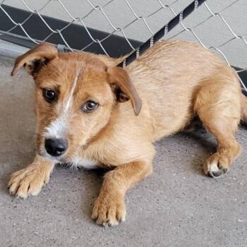 107373 -  Mixed Breed Dog for Adoption in Las Cruces, New Mexico - 107373 | PetCurious