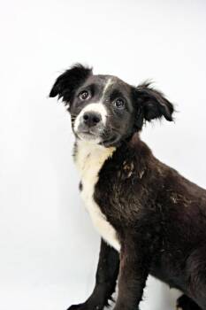 Collie and Mixed Breed Dogs Available for Adoption in Morton Grove, Illinois - Betty | PetCurious