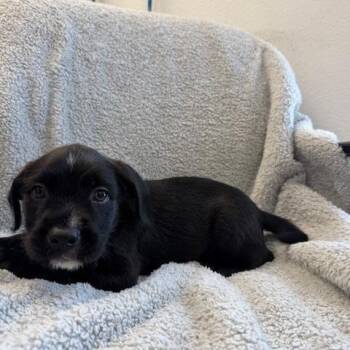 Nox -  Pit Bull Terrier and Terrier Dog for Adoption in Long Beach, California - Nox | PetCurious