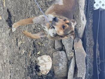 Bruce -  Mixed Breed Dog for Adoption in Modesto, California - Bruce | PetCurious