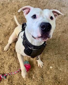 Buddy -  Dogo Argentino Dog for Adoption in Gillette, Wyoming - Buddy | PetCurious