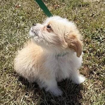 Kenny -  Shih Tzu Dog for Adoption in Hillsborough, North Carolina - Kenny | PetCurious