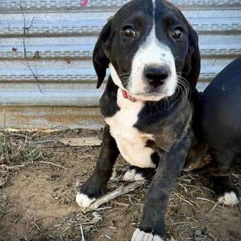 American Staffordshire Terrier and Hound Dogs Available for Adoption - Darcy | PetCurious